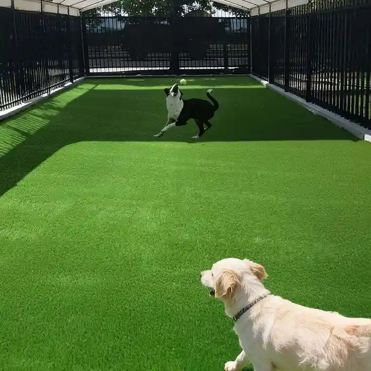 Pet Areas