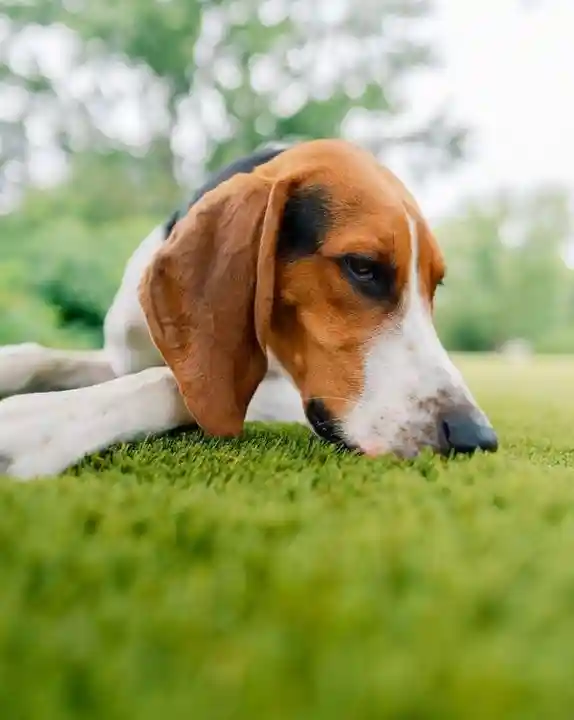 Pet-Friendly Options